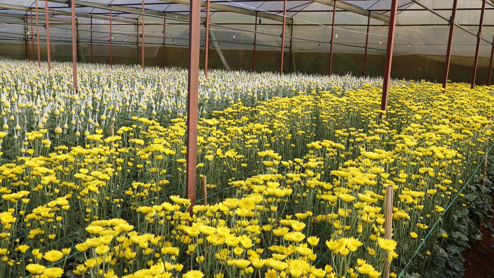 温室菊花补光-1 温室菊花补光-1