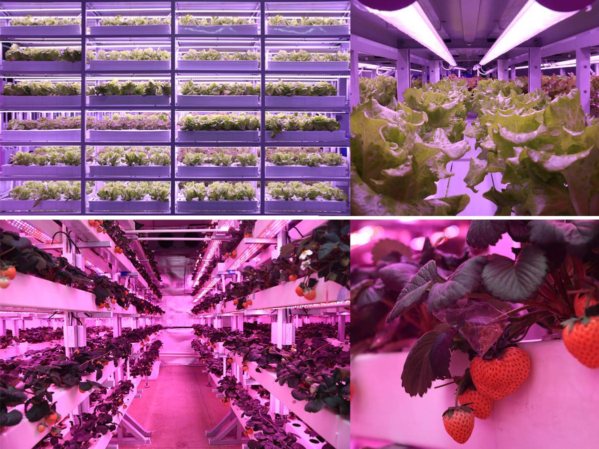 LumiAgro Plant Factory
