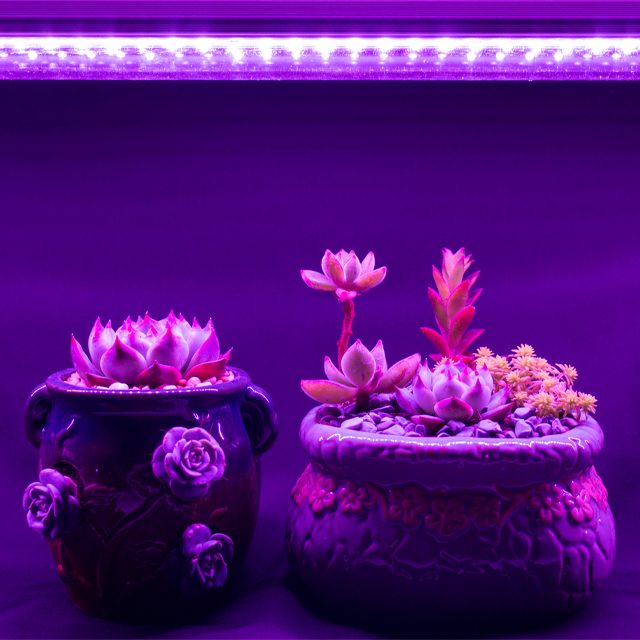 多肉植物补光灯