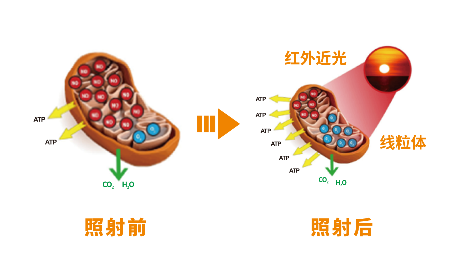 线粒体