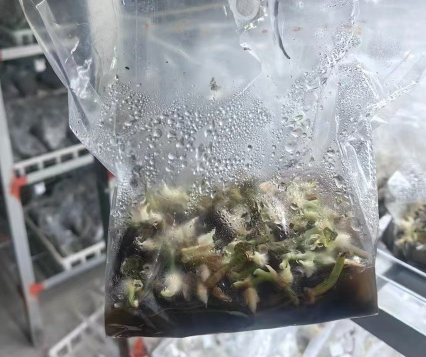 茎段