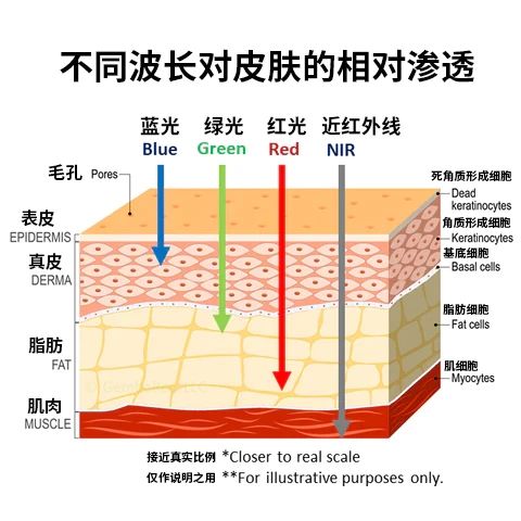 不同波长对皮肤的相对渗透