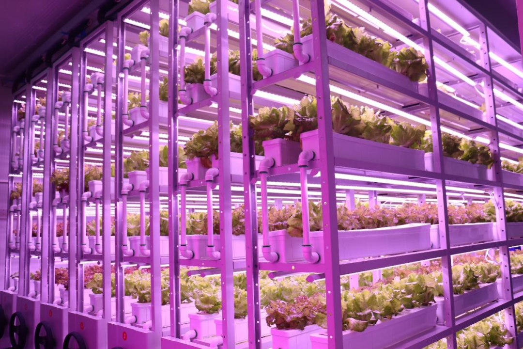 植物工厂示意图-生菜