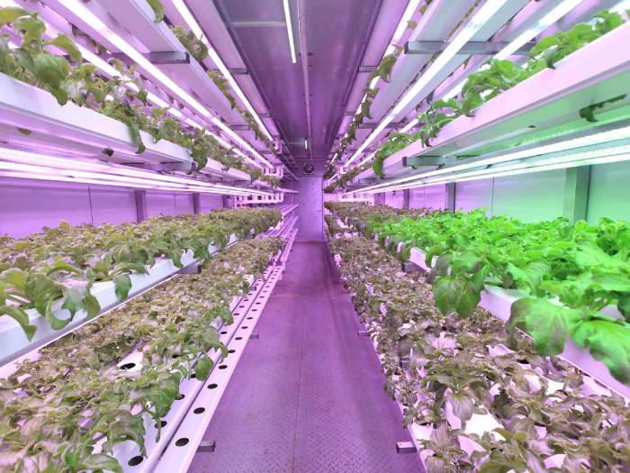 GMY Technology的LumiAgro容器种植系统
