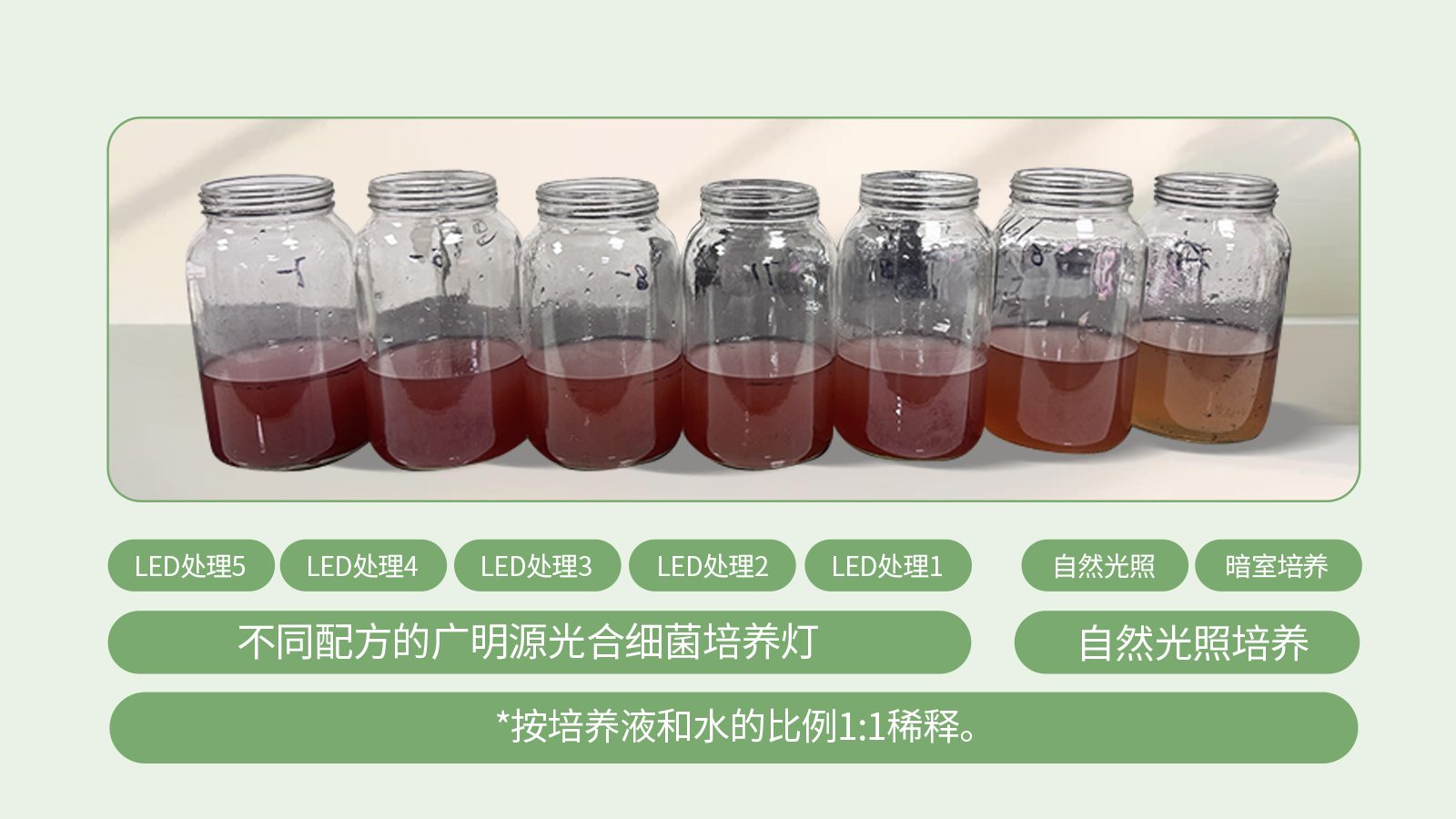 不同光照下培养结果对比